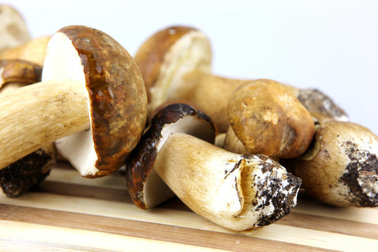 蘑菇牛肝菌；Boletus edulis