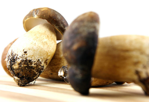 蘑菇牛肝菌；Boletus edulis