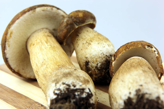 蘑菇牛肝菌；Boletus edulis