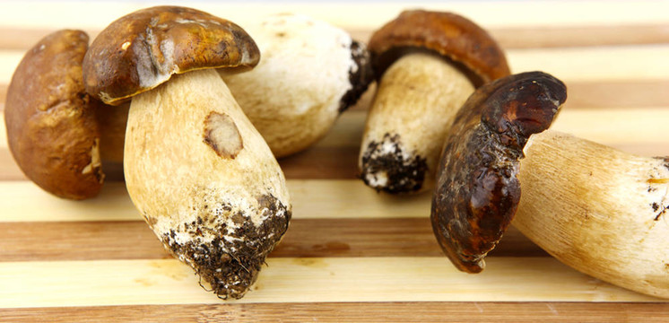 蘑菇牛肝菌；Boletus edulis