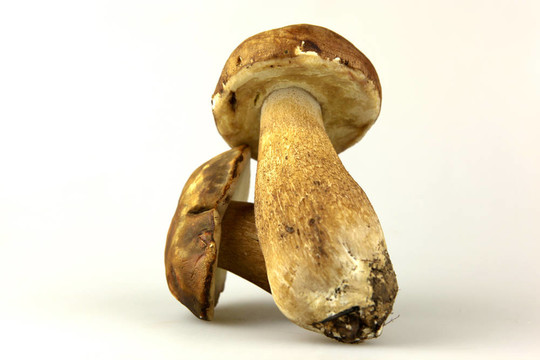 蘑菇牛肝菌；Boletus edulis