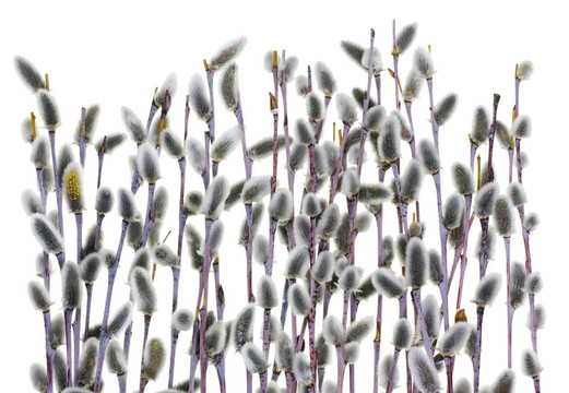 第一春柔枝芽