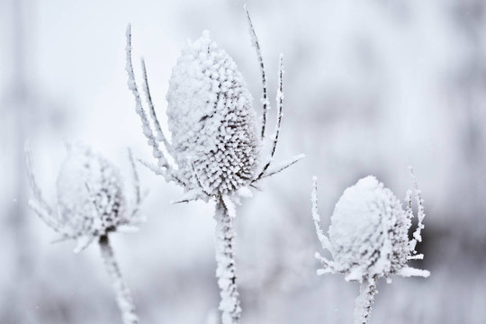 雪川續(xù)斷