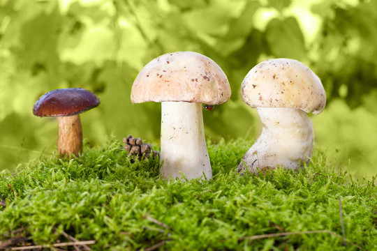 蘑菇在苔蘚兩草菇與瓢蟲和紅絨蓋牛肝菌（Boletus badius）蘑菇