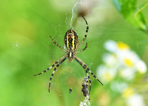 黃蜂蜘蛛（Argiope bruennichi）與受害者的蛛網(wǎng)