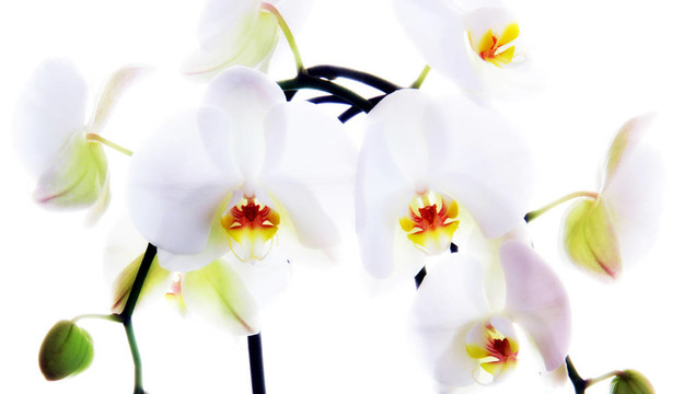 白蘭花