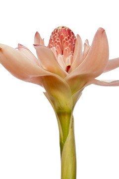 火炬姜（Etlingera elatior）