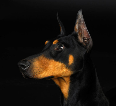 杜賓犬