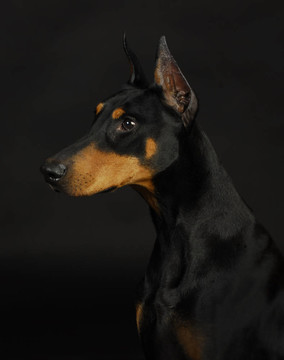 杜賓犬