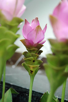 花園里的花