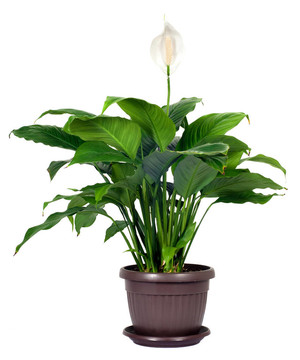 室內植物- Spathiphyllum floribundum（和平百合）