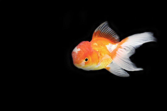 金色的魚