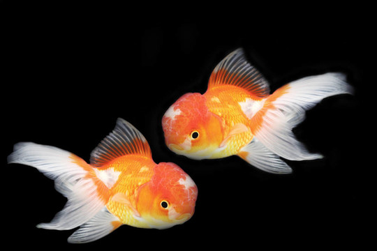 金色的魚