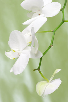 蘭花分會