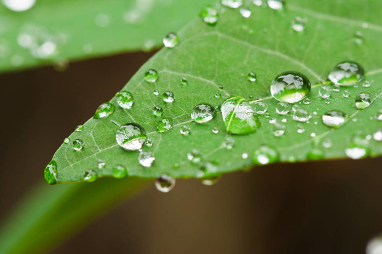 雨后的葉子上的新鮮水滴