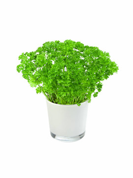 新鮮歐芹