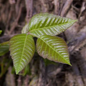 毒藤；Rhus toxicodendron；Tox