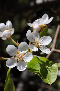 春天梨樹開花。