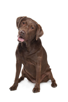 拉布拉多獵犬