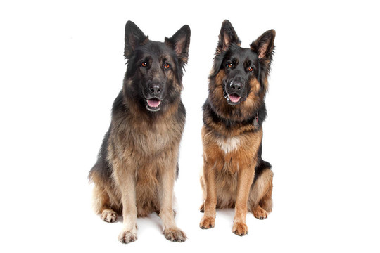 兩只德國(guó)牧羊犬