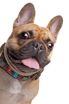 米色的法國斗牛犬