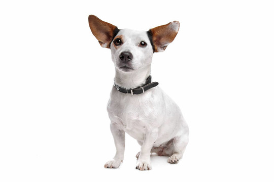 杰克羅素梗犬