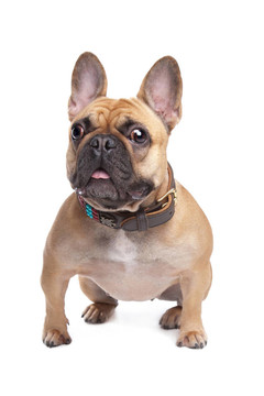 米色的法國斗牛犬