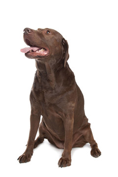 拉布拉多獵犬