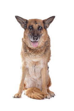 老盲的德國(guó)牧羊犬
