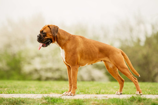 拳師犬