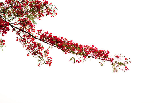 美麗的橙花花在白色背景上分離