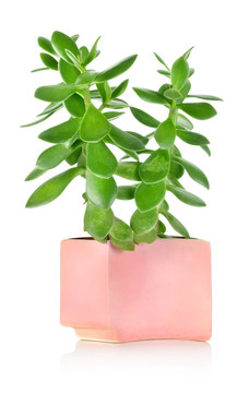 燕子