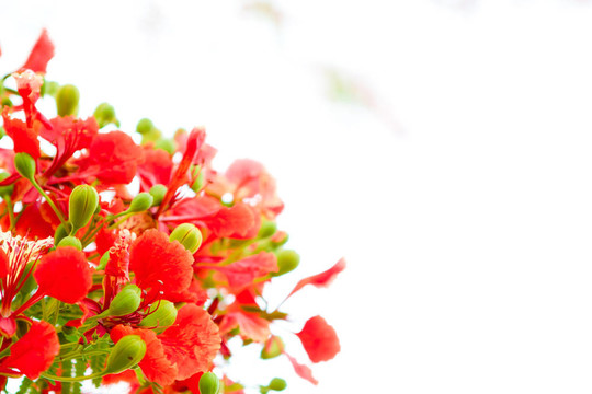 美麗的橙花花在白色背景上分離