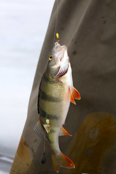 鱸魚(yú)釣6