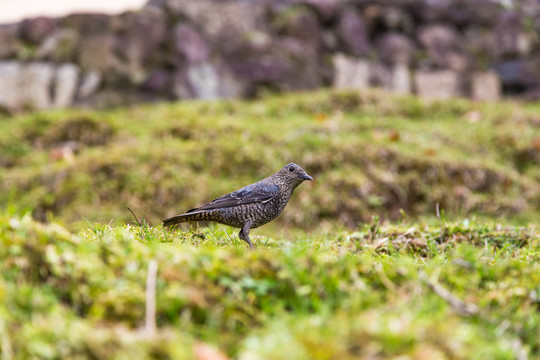 鳥