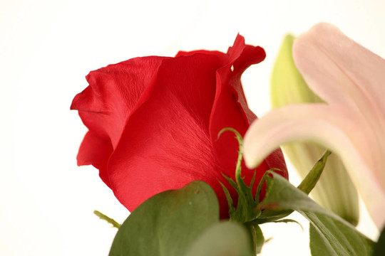 玫瑰和Flowers
