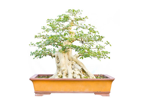 白色背景的泰國(guó)盆景樹