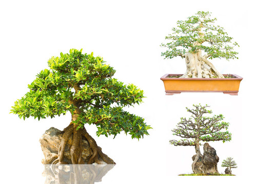 日本常綠盆景白色背景展示
