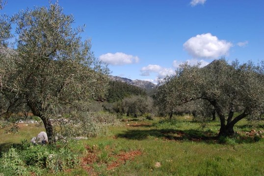 橄欖樹林；Refugio de juanar。