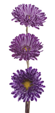 中國紫菀