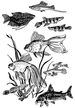水族館的魚