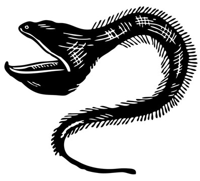 后頜魚科大顎魚
