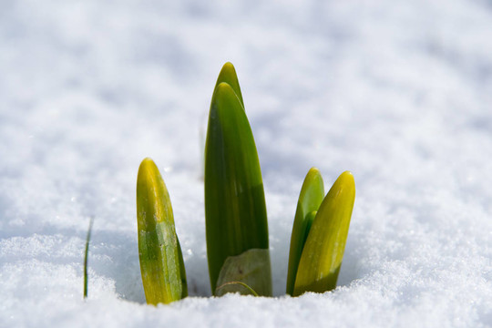 雪中水仙