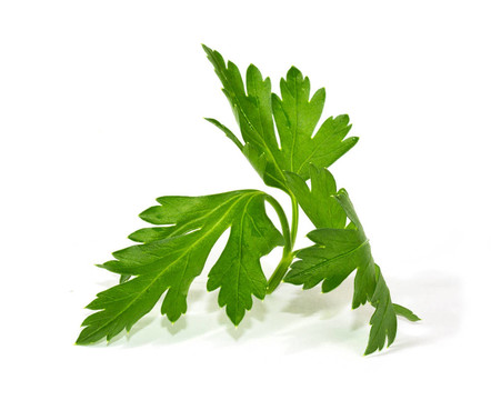鮮葉歐芹