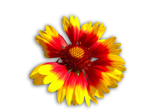 孤立Gaillardia