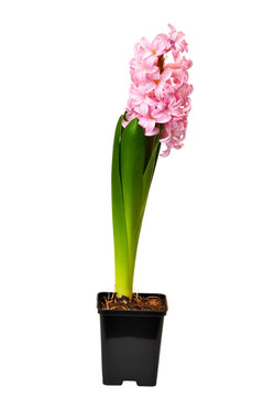 花風(fēng)信子