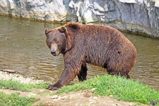 Brownbear走