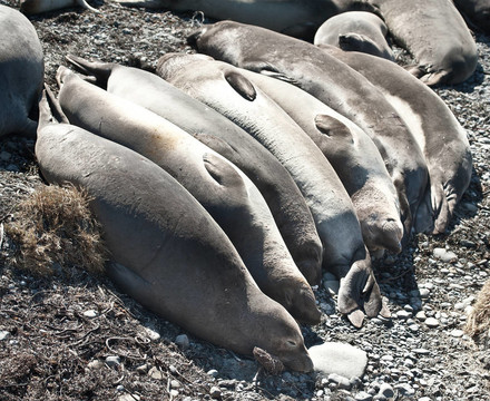 加利福尼亞海獅