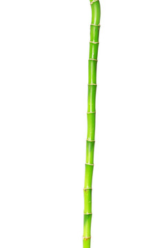 竹