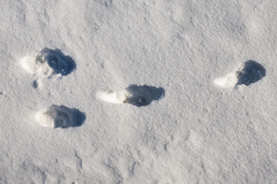 雪中兔子